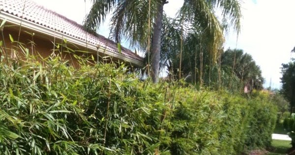 Bamboo Plants Online Clumping Bamboo Used as a Privacy